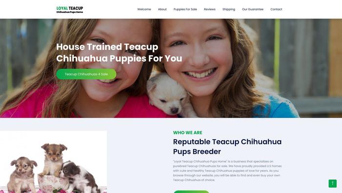 Loyalteacupchihuahuapupshome.com - Chihuahua Puppy Scam Review