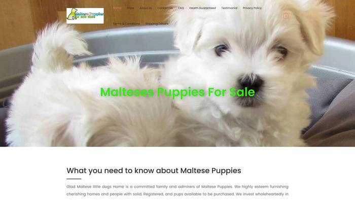 Maltesepuppiesforsale.store - Maltese Puppy Scam Review