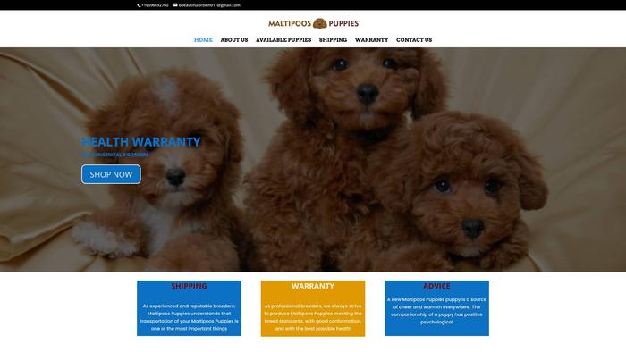 Maltipoospuppies.com - Maltipoo Puppy Scam Review