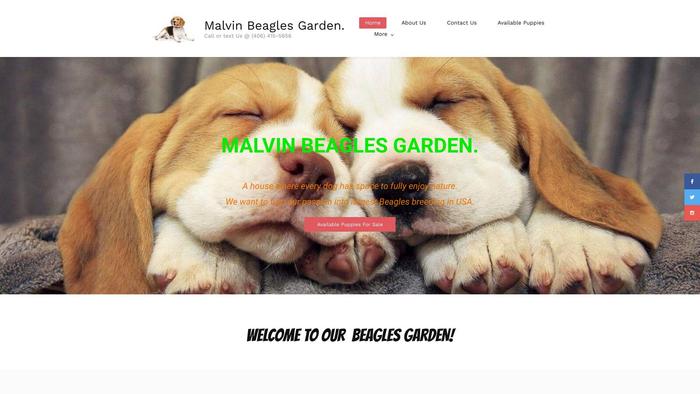 Malvinbeaglesgarden.com - Beagle Puppy Scam Review