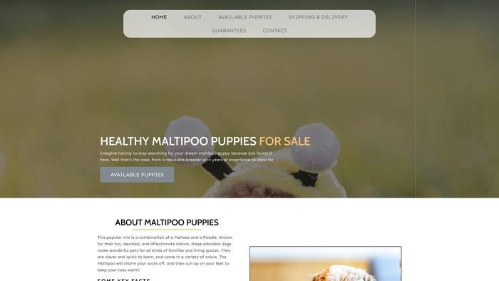 Nolandmaltipoopuppies.com - Maltipoo Puppy Scam Review