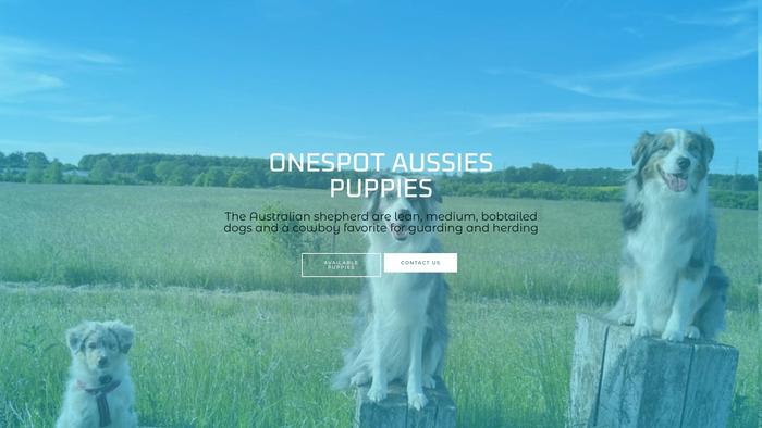 Onespotaussieforsale.com - Australian Shepherd Puppy Scam Review