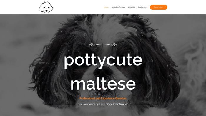 Pottycutemaltese.com - Maltese Puppy Scam Review