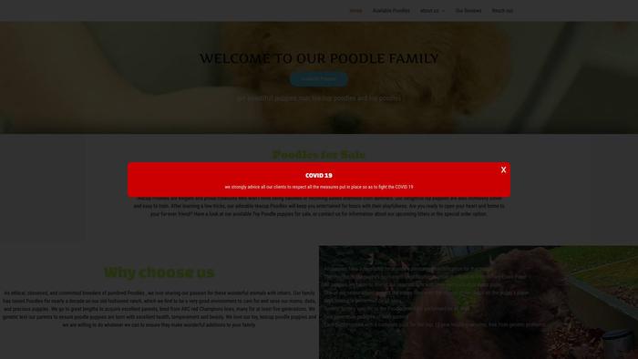 Premiumtoypoodlefamily.site - Poodle Puppy Scam Review