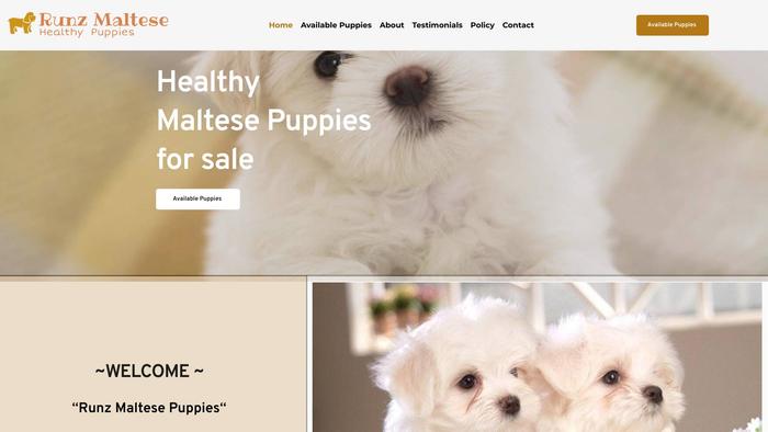 Runzmaltesepuppies.com - Maltese Puppy Scam Review