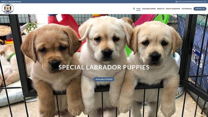 Speciallabradorpuppies.com - Labrador Puppy Scam Review