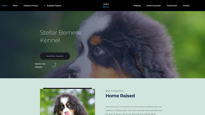 Stellarbernesekennel.com - Bernese Mountain Dog Puppy Scam Review