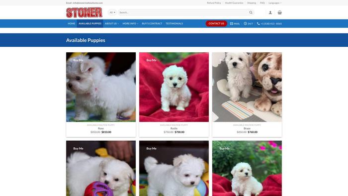 Stonermaltesehome.com - Maltese Puppy Scam Review