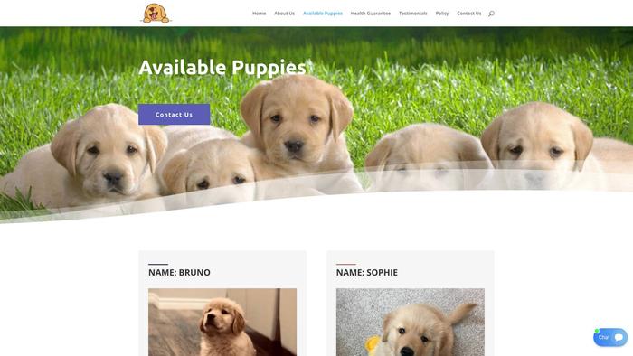 Stunninggoldenretrieverspuppiess.com - Golden Retriever Puppy Scam Review