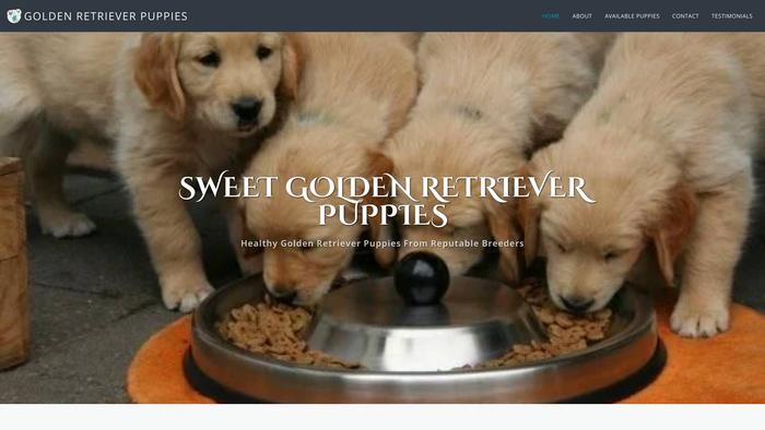 Sweetgoldenretrieverpuppies.com - Golden Retriever Puppy Scam Review