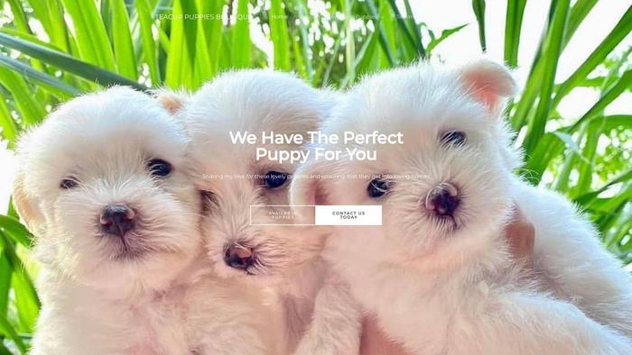 Tinypawsteacuppuppiesboutique.com - Yorkshire Terrier Puppy Scam Review