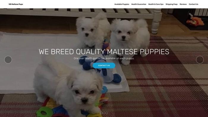 Vbmaltesepups.com - Maltese Puppy Scam Review