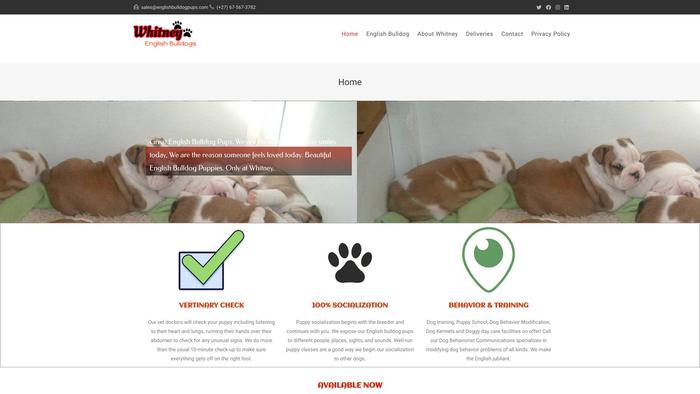 Whitneyenglishbulldogpups.com - English Bulldog Puppy Scam Review