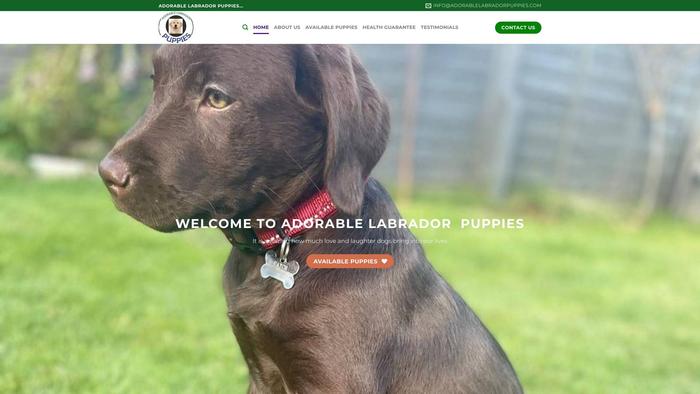 Adorablelabradorpuppies.com - Labrador Puppy Scam Review