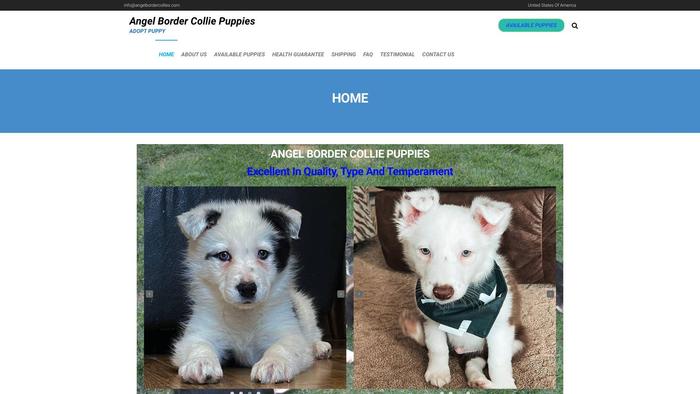 Angelbordercollies.com - Bordercollie Puppy Scam Review