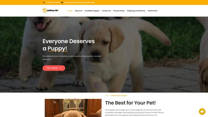 Anthonylabradorpuppies.dog - Golden Retriever Puppy Scam Review