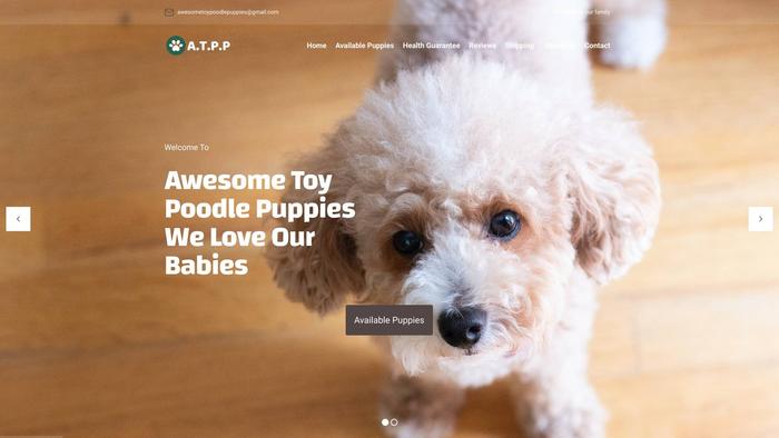 Awesometoypoodlepuppies.com - Poodle Puppy Scam Review