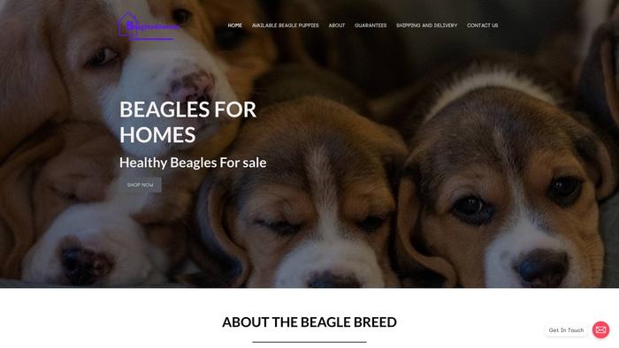 Beaglesforhomes.com - Beagle Puppy Scam Review