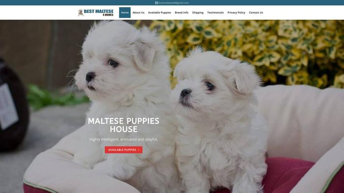 Bestmaltese4homes.com - Maltese Puppy Scam Review