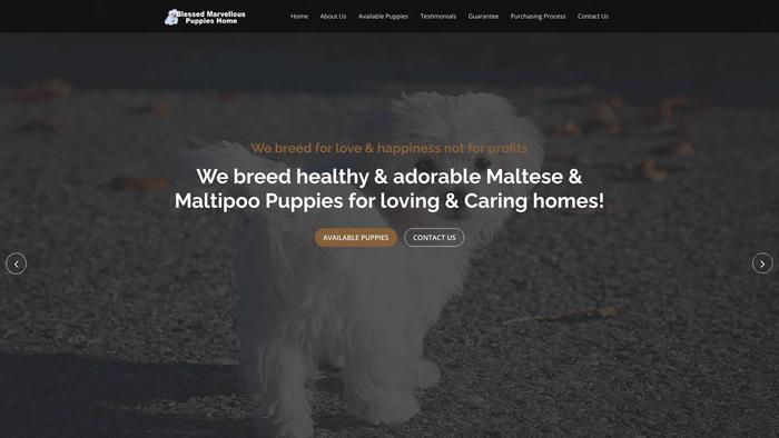 Blessedmarvellouspuppieshome.com - Maltese Puppy Scam Review