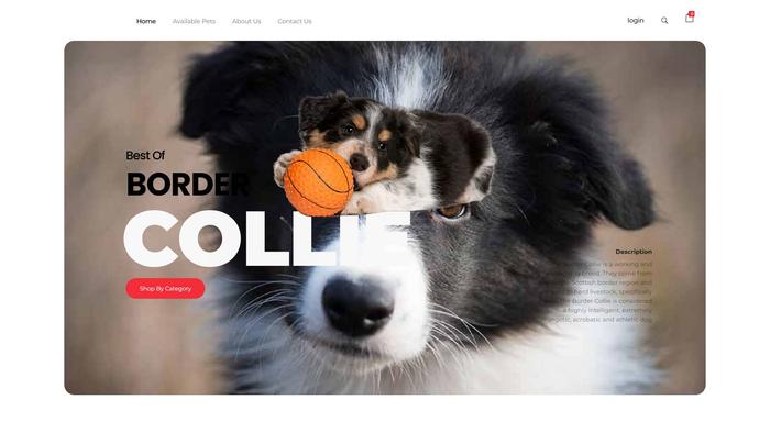 Bordercollie4home.com - Bordercollie Puppy Scam Review