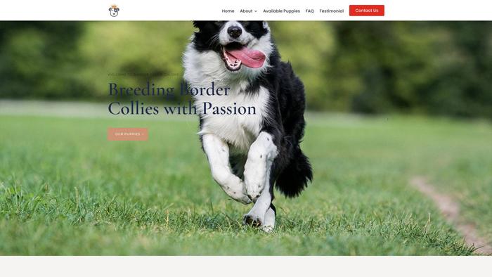 Bordercolliegalore.com - Bordercollie Puppy Scam Review