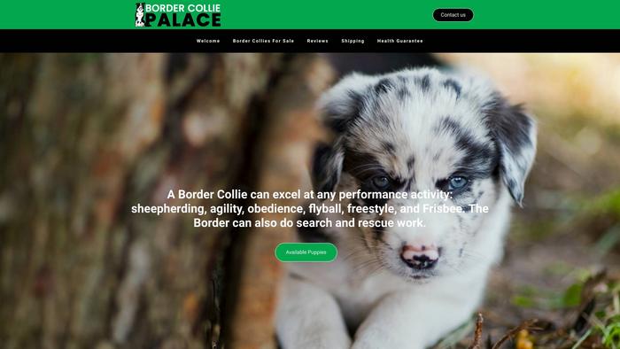 Bordercolliepalace.com - Bordercollie Puppy Scam Review