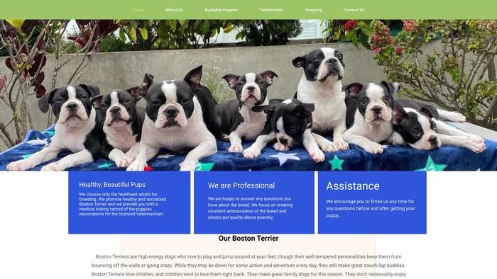 Bostonpuppyhome.com - Boston Terrier Puppy Scam Review