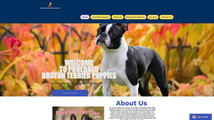 Bostonterrierpuppiesup4sale.com - Terrier Puppy Scam Review