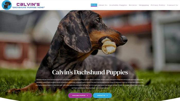 Calvinsdachshundpuppieshome.com - Dachshund Puppy Scam Review