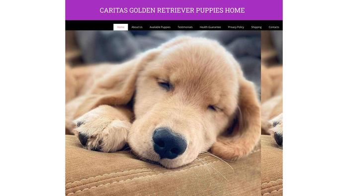 Caritasgoldenretriever.com - Golden Retriever Puppy Scam Review