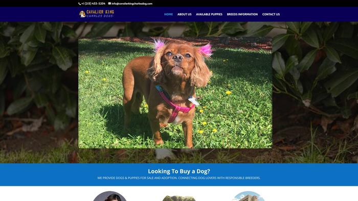 Cavalierkingcharlesdog.com - Cavalier King Charles Spaniel Puppy Scam Review