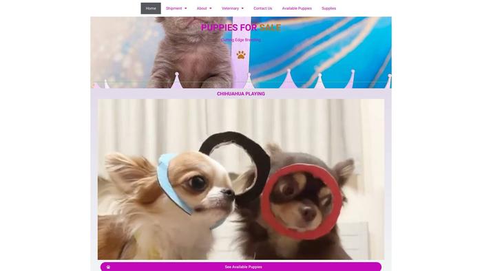 Christianchihuahua.dog - Chihuahua Puppy Scam Review