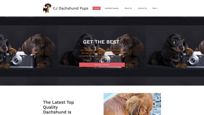 Cjdachshundpups.com - Dachshund Puppy Scam Review