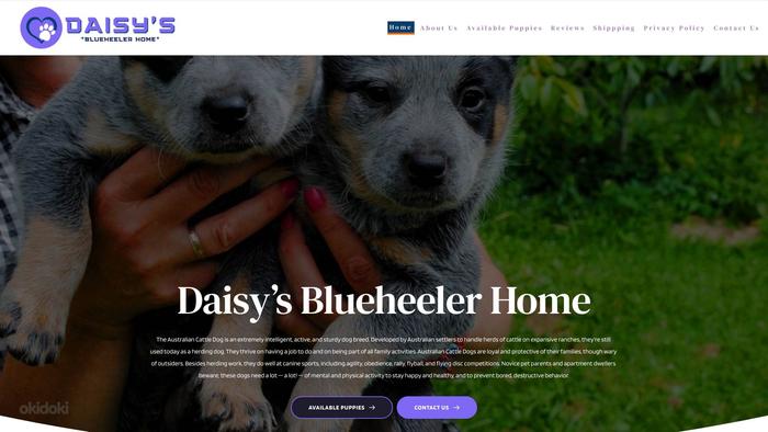 Daisyblueheelerhome.com - Australian Shepherd Puppy Scam Review