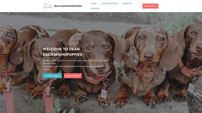 Deandachshund.com - Dachshund Puppy Scam Review