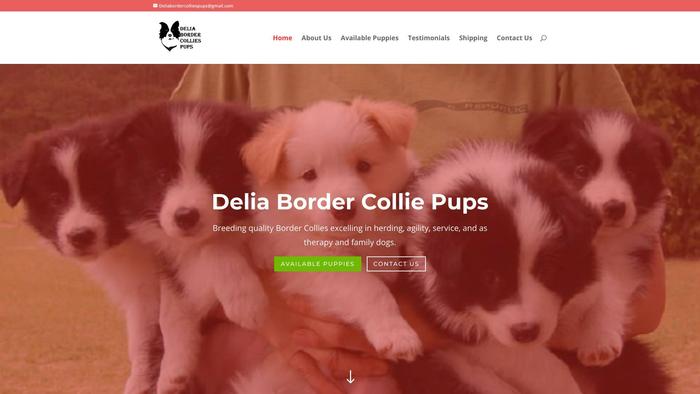 Deliabordercolliespups.com - Bordercollie Puppy Scam Review