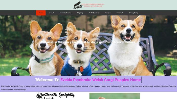 Eveldapembrokewelshcorgipuppieshome.com - Corgi Puppy Scam Review