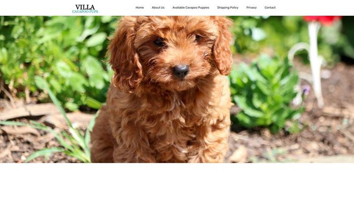 Firstclasscavapoohome.com - Cavapoo Puppy Scam Review