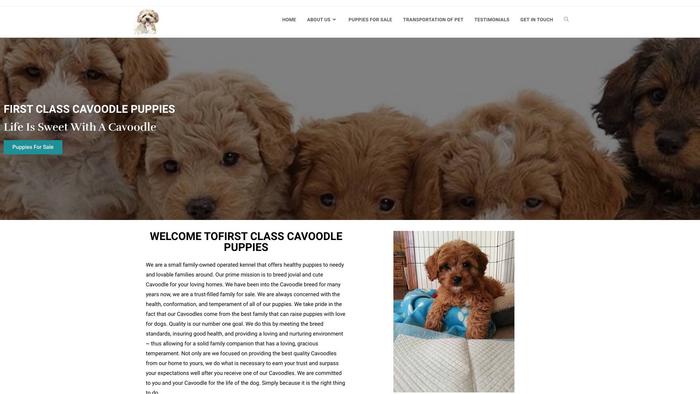 Firstclasscavoodlepuppies.com - Cavapoo Puppy Scam Review