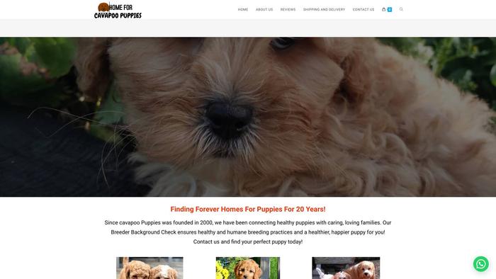 Homeforcavapoopuppies.com - Cavapoo Puppy Scam Review