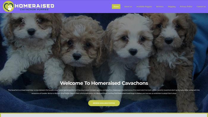 Homeraisedcavachons.com - Cavachon Puppy Scam Review