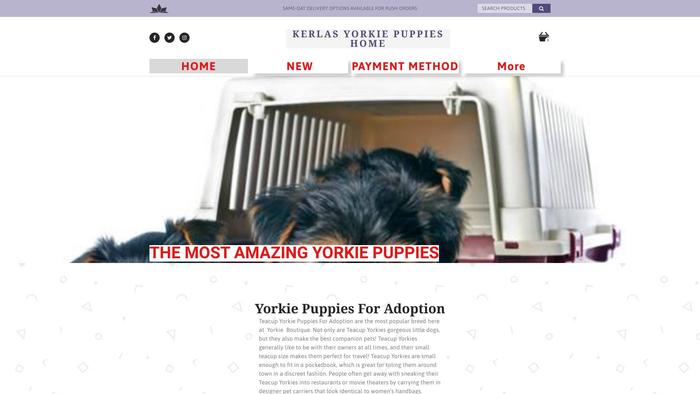 Kerlasyorkiepuppieshome.com - Yorkshire Terrier Puppy Scam Review