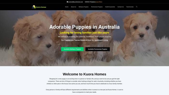 Kuorahomes.com - Maltipoo Puppy Scam Review