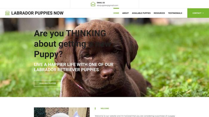 Labradorpuppiesnow.com - Golden Retriever Puppy Scam Review