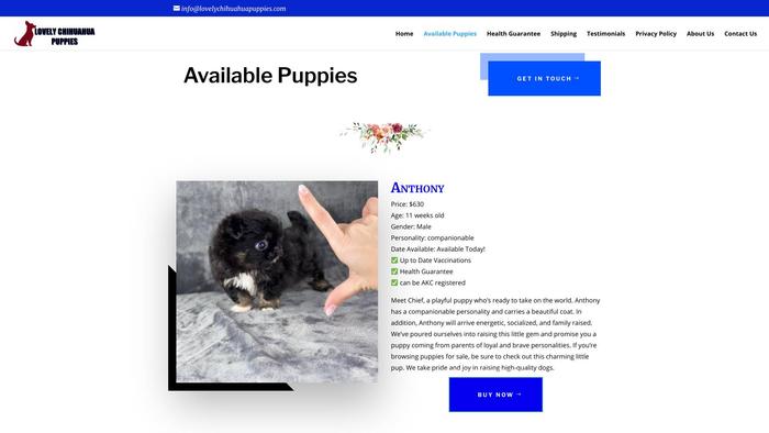 Lovelychihuahuapuppies.com - Chihuahua Puppy Scam Review