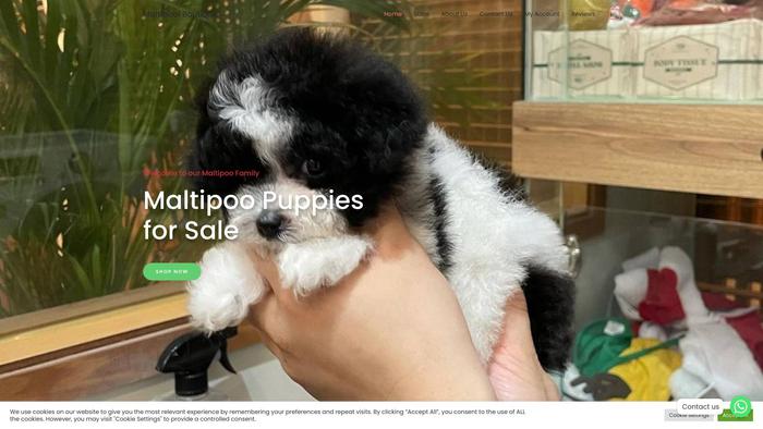 Maltipoolboutique.com - Maltipoo Puppy Scam Review