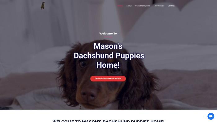 Masondachshundpups.com - Dachshund Puppy Scam Review