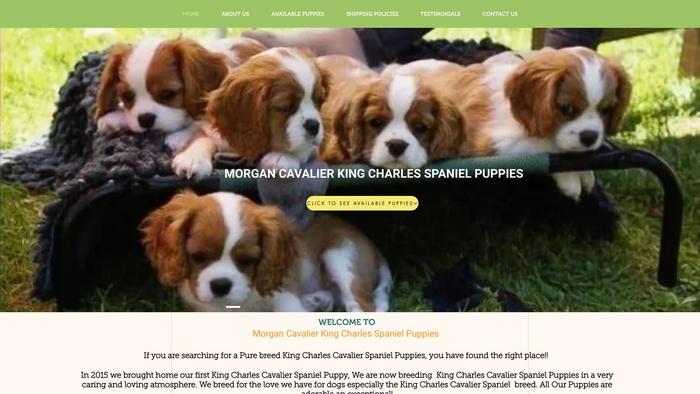 Morgancavalierkingcharlesspanielpuppies.com - Cavalier King Charles Spaniel Puppy Scam Review