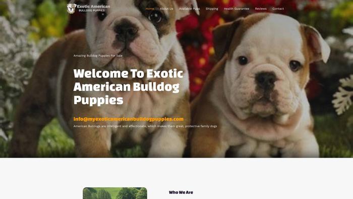 Myexoticamericanbulldogpuppies.com - Bulldog Puppy Scam Review